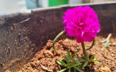 Jaka ziemia sprawdzi się najlepiej do uprawy petunii?