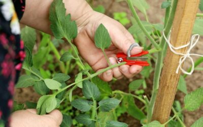 Po czym najlepiej sadzić fasolkę szparagową w ogrodzie?