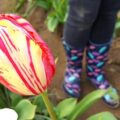 Jak często sadzić tulipany, aby cieszyć się bujnym kwiatostanem?