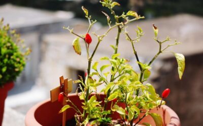 Jak dobrać kwiaty do grządki z pomidorami?