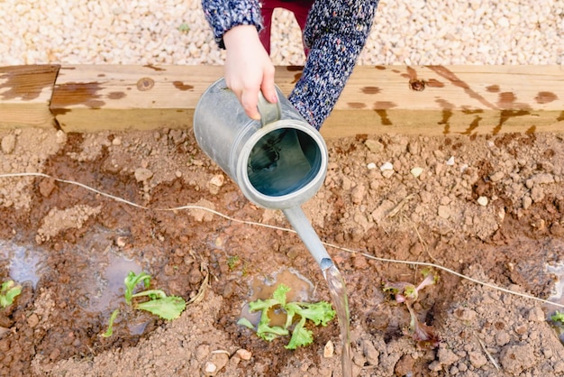 Jak odpowiednio przygotować glebę pod przyszły warzywnik?