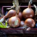 Jak prawidłowo przechować cebule kanny na zimę?