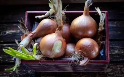 Jak prawidłowo przechować cebule kanny na zimę?