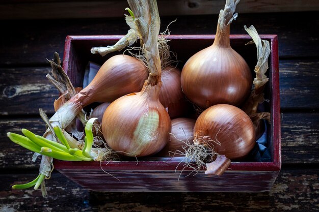 Jak prawidłowo przechować cebule kanny na zimę?