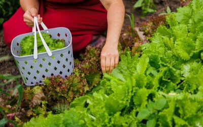 Jak sprawić, by uprawa warzyw w ogrodzie była łatwa i przyjemna?