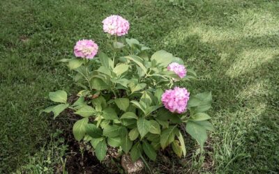 Jaką glebę preferuje hortensja ogrodowa?