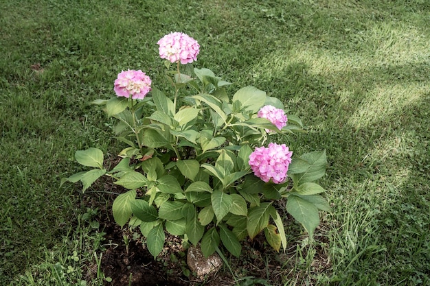 Jaką glebę preferuje hortensja ogrodowa?