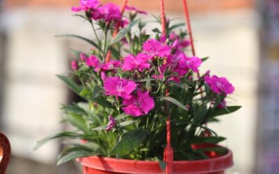 Jakie kwiaty balkonowe wybierasz na sezon letni?