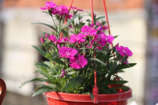 Jakie kwiaty balkonowe wybierasz na sezon letni?