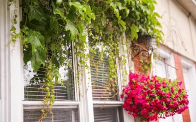 Jakie kwiaty najlepiej sprawdzą się w korytkach na balkonie?