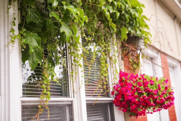 Jakie kwiaty najlepiej sprawdzą się w korytkach na balkonie?