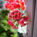 Rozmnażanie pelargonii wiszących - prosty sposób na piękny balkon