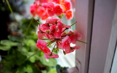 Rozmnażanie pelargonii wiszących – prosty sposób na piękny balkon