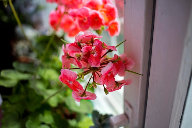 Rozmnażanie pelargonii wiszących - prosty sposób na piękny balkon