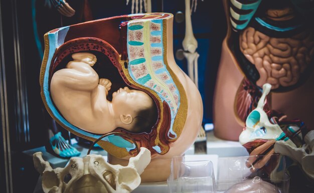 Jak radzić sobie z obniżeniem macicy na co dzień?