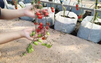 Jakie rośliny dobrze rosną z pomidorami w ogrodzie?