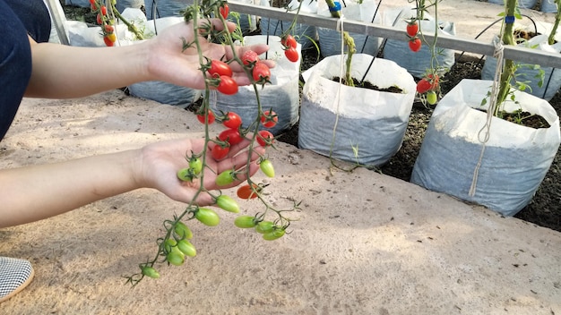 Jakie rośliny dobrze rosną z pomidorami w ogrodzie?