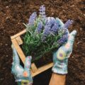W jakiej ziemi najlepiej sadzić lawendę dla bujnego wzrostu?