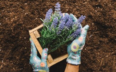 W jakiej ziemi najlepiej sadzić lawendę dla bujnego wzrostu?