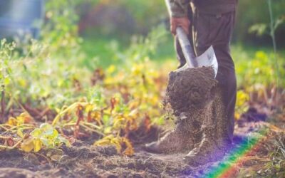 Czy ziemia kwiatowa sprawdzi się w uprawie warzyw?