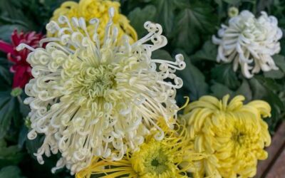 Jak rozpoznać najtrwalsze chryzantemy do ogrodu?
