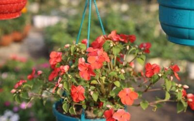 Jaka jest idealna pora na sadzenie pelargonii i surfinii?