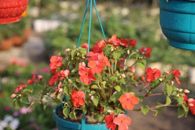 Jaka jest idealna pora na sadzenie pelargonii i surfinii?