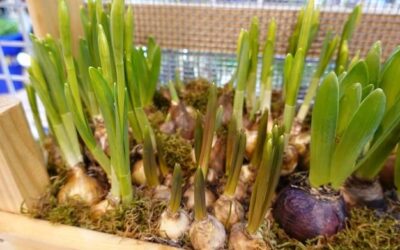 Kiedy najlepiej sadzić cebulę dymkę do gruntu?